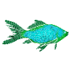 Poisson mystique turquoise