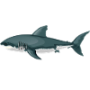 shark