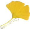 GOLDEN GINKGO LEAF