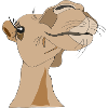 Camel lady