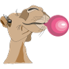 Chameau avec chewing-gum