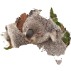 Koala bear