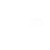 racoon