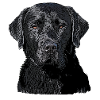 Labrador schwarz