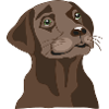 Brauner Labrador