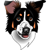 Border Collie - tricolor svart