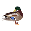 duck