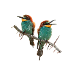 Winter Birds