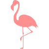Flamingo - flamingos