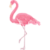 flamingo