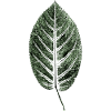 Hêtre / Feuille / VERT
