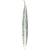 Willow leaf / leaf / nature