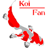 Koi - karpfen - fisch