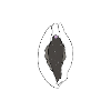 CLITORIS WHITE