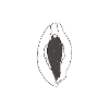 CLITORIS TRANSPARENT