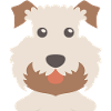 Huge Wheaten Terrier