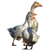 Geese belong to the waterfowl