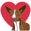 Podenco with heart