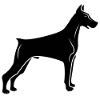 Doberman