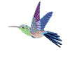 humming-bird