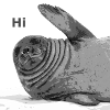 The ringed seal