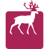 cerf eligogne forêt animal
