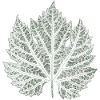 Grape Leaf / Nature Graphic Leaf