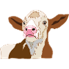 veau