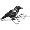 Black Raven