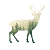 Forest Deer
