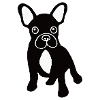 French bulldog