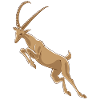 ibex