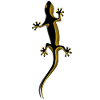 gecko