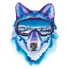 Ski Husky