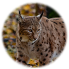 Lynx
