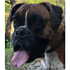 Boxer Arthus