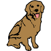 golden_retriever_hund