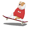 fransk bulldog skateboard hund hvalp