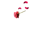 Falling Rose NiK