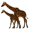 giraffe