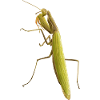 A praying mantis in wait