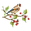 Goldfinch-Vogel