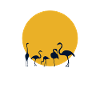 Flamingos