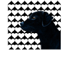 black labrador with heart