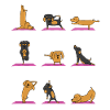Wiener Dog Yoga Pose Dachshund Owner Yogi Gifts