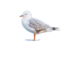gull