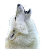 Wolf howls