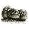 three young owls