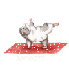 Guinea pig yoga meditation