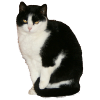 Cat black - white